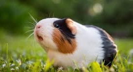 2 female Guinea pigs