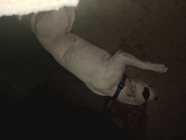 American Pit Bull Terrier – white pitbull