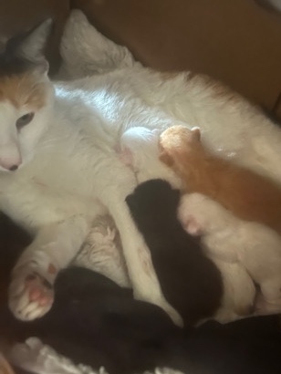 kittens