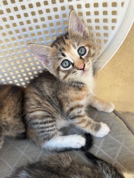 American Shorthair – Kittens Looking for New Home