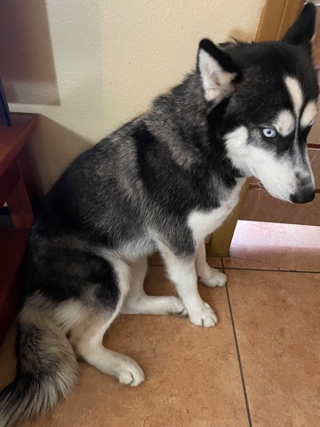 Siberian Husky – Siberian husky