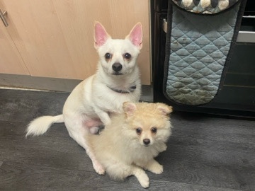 Adult Dog for Rehoming in London – 5 Years 2 Months Old – London