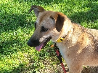 German Shepherd – Daisy puppy needs rehoming – Isonville