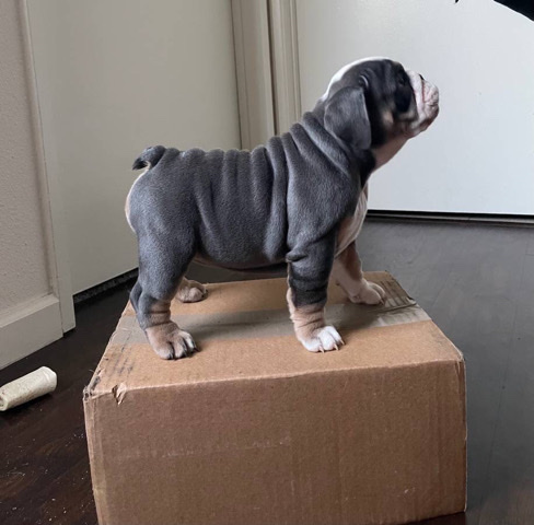 Bulldog – English bulldog puppy for sale