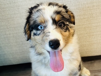 Australian Shepherd – Australian shepherd