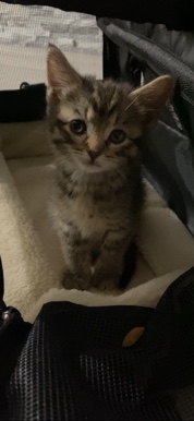 Maine Coon – 8week Kitten
