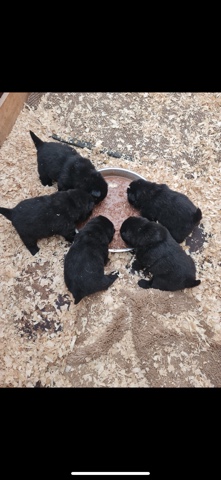 Chow Chow – Five beautiful chowchow‘s