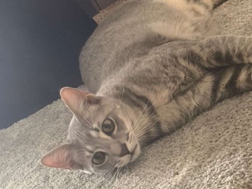 American Shorthair – Loving Kitty Looking for a Home ❤️ – Kendall West