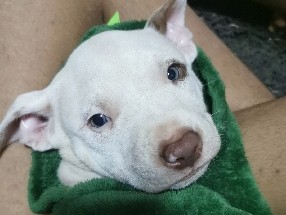 American Pit Bull Terrier – pitbull filhote branco – Goiânia