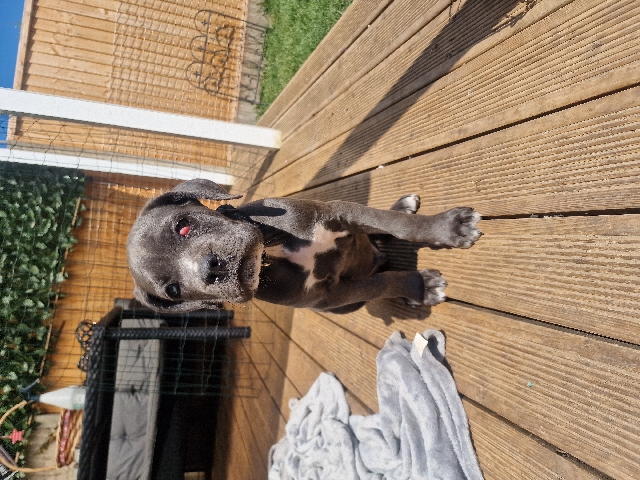 Cane Corso – Cane corso free