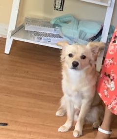 dog for sell