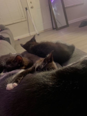 3 kittens for $50