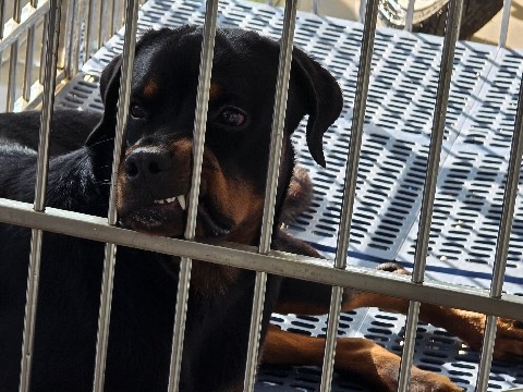 Rottweiler – Rotweiller Puppy for sale