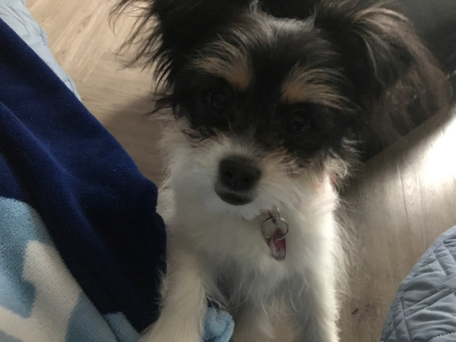 Pomeranian – 6 month old adorable puppy for sale