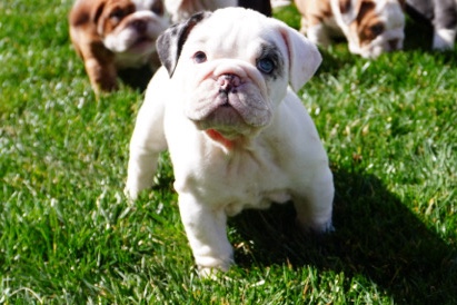Olde English Bulldogge – white Merle / Female