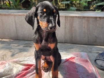 Doberman Pinscher – Male Doberman puppy