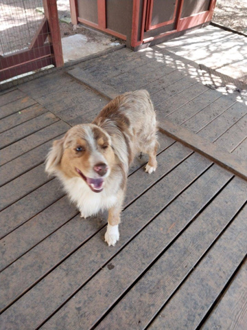Red Merle Australian shepherd