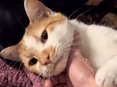 American Shorthair – Sweet Playful Cat Needs Forever Home