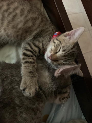 cat for sale!