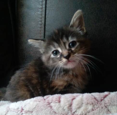 8 week old kittens