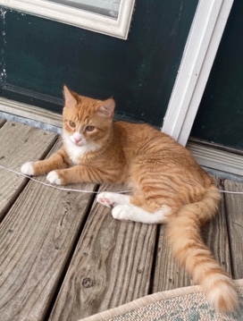 European Shorthair – Sweet Orange Cat