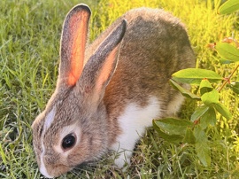 🍂🐰 Fall Bunny 🐰🍂