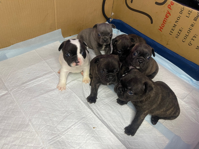 French Bulldog – frenchies