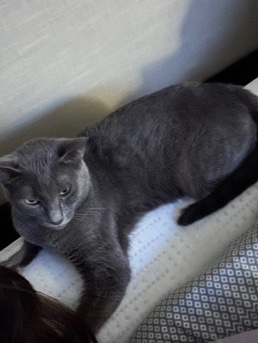 Luna is a very loving kitty, good with dogs, other cats, and kids 