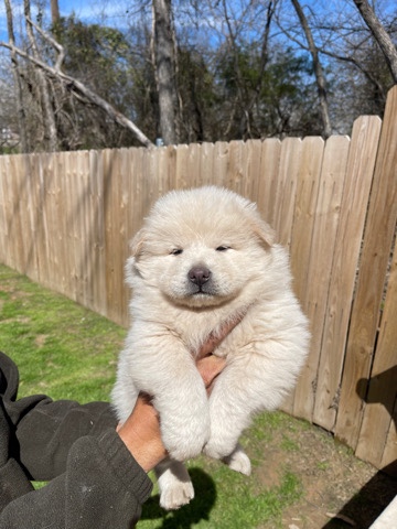Chow Chow – Puppies Chows For Sale