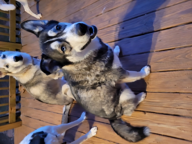 Siberian Husky – 9 month Siberian Huskies