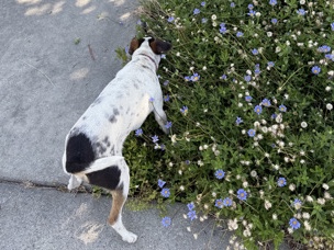 Mixed Breed – dog – Visalia