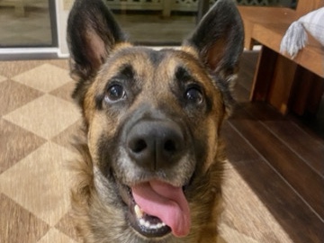 Cardigan Welsh Corgi – German Shepherd Corgi Mix! – Jacksonville