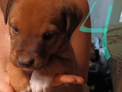 Mixed Breed – Puppies – Tyler