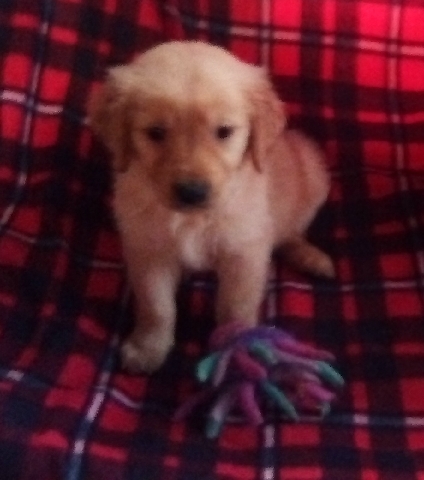 Golden Retriever – Beautiful Golden Retrievers
