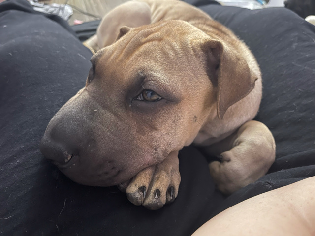 Shar Pei – Princess Mia