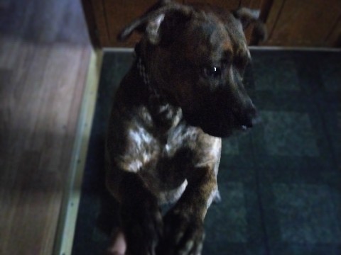 American Pit Bull Terrier – free to good home – Dawsonville