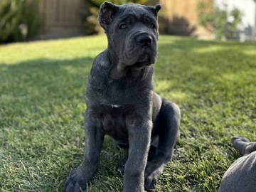 Cane Corso – SALE CANE CORSO – Stanford