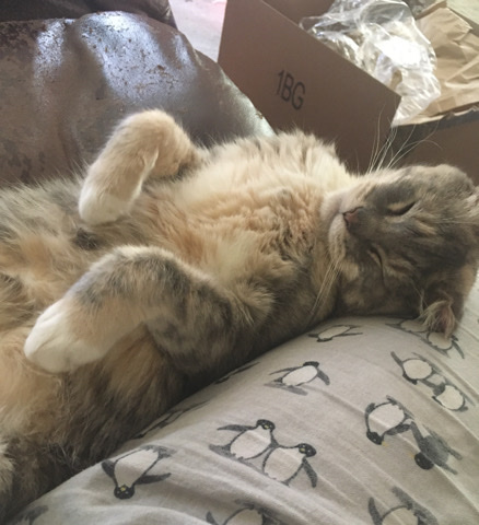 American Shorthair – elderly gray tortie