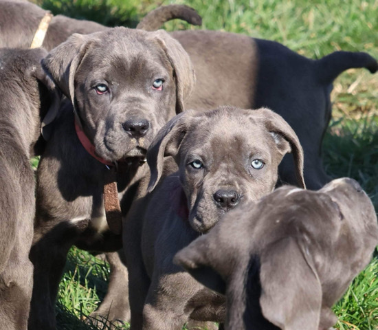Cane Corso β π₯ 9 beautiful pups (7 males and 2 females)π¦π¦