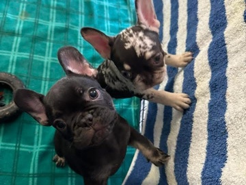 French Bulldog – frenchie puppies ship only – Roanoke