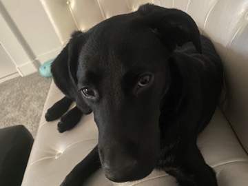 Labrador Retriever – Sweet & Playful 7Mo. Old Black Lab – Las Vegas