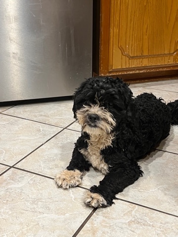 Lhasa Apso – Male Lhasa Poo