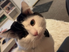 British Shorthair - stitch for rehome available for adoption in London