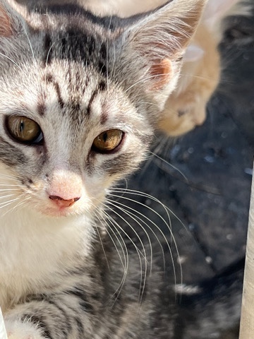 mainecoon and bengel kittens