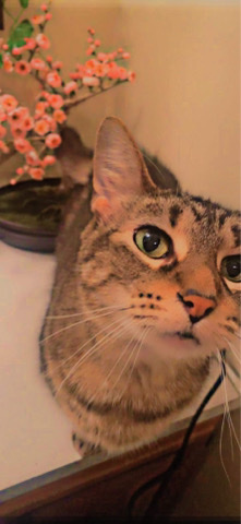 Rehome Cats
