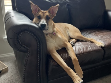 Mixed Breed – Meet Bo! – Euless