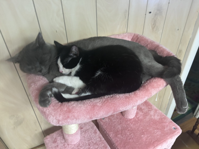 cats – Buffalo