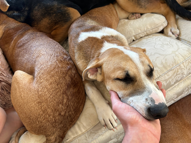 American Pit Bull Terrier – lyla 7/mo female
