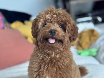 Poodle - Toy Poodle - Male Puppy  available for adoption in Dubai