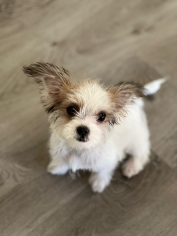 Shih Tzu – Shih Tzu/ Maltese